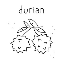 Durian. Hand drawn outline vector illustration on white background.