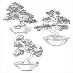 Bonsai collection. Japanese tree miniature. Potted tree. Japanese art. Vector isolated on white background.