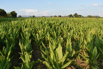 Tumeric farm, Curcurmin farm ,India Organic farm