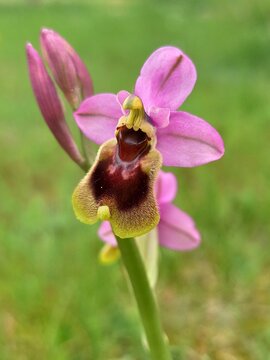 Ophrys Tenthredinifera