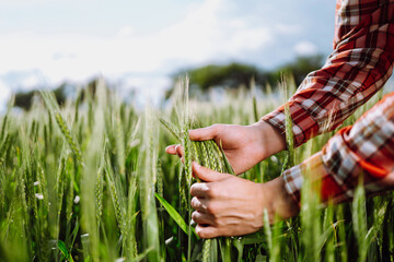 Farmer's hands checking the quality of ears of  young green wheat. Ripening ears of wheat field. Green wheat field.