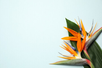 Bird of Paradise tropical flowers on light background, flat lay. Space for text