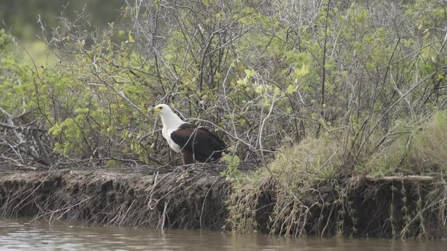 Fischadler am Flussrand in Kenia