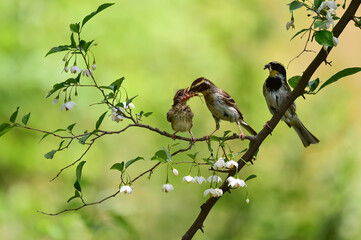 Yellow-throated bunting bird, Yellow Hammer, Emberiza elegans
