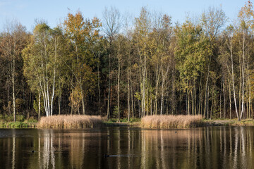 Forest trees in silesia Poland