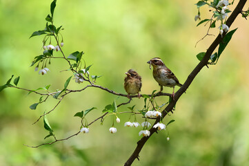 Yellow-throated bunting bird, Yellow Hammer, Emberiza elegans