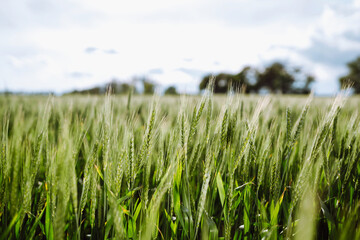 Young green wheat growing in soil. Ripening ears of wheat field.  Summer day. Sunset light 