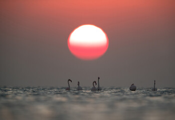 Greater Flamingos and sunrise at Asker coast, Bahrain