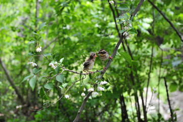 Yellow-throated bunting bird, Yellow Hammer, Emberiza elegans