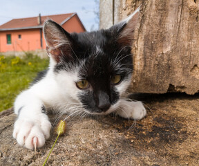 A little kitten is playing outside. The young domestic cat  practices lurking and attacking skills through play on stump in garden. A playful kitten tries to grab a stalk of grass with its paws.