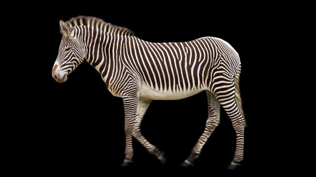 Zebra walking realistic animation. Isolated animal video including alpha channel allows to add background in post-production. Element for visual effects.