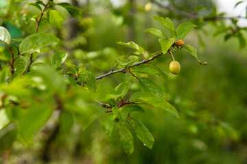 cherry on a branch