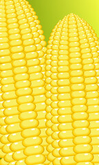 Corn closeup vector