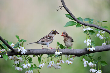 Yellow-throated bunting bird, Yellow Hammer, Emberiza elegans