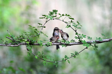 Yellow-throated bunting bird, Yellow Hammer, Emberiza elegans