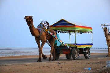 Tourism Place White dessert of Kutch, Gujarat, India