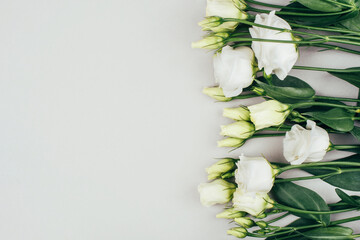 Fresh white flowers on a grey pastel background. Spring minimal concept.