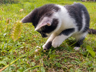 A young healthy lively kitten wanders around the garden and looks around confused. Passive observation of the environment, first contact with the outside world.
