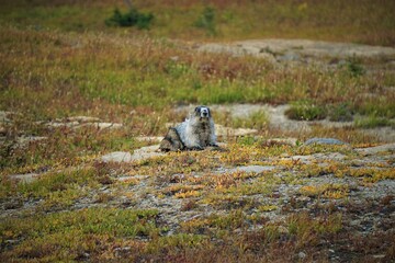 Attentive Marmot, Groundhog Glacier National Park, USA