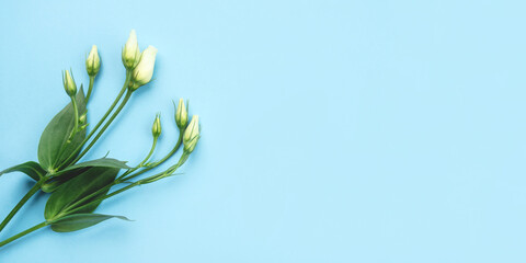 Fototapeta na wymiar Fresh white flowers on a blue pastel background. Spring minimal concept. Copy space for text.