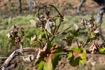 Erfrorener Weinberg in Franken