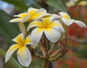 Fototapeta premium frangipani plumeria flower