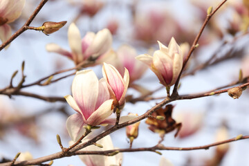 Closeup view of blossoming magnolia tree outdoors on spring day