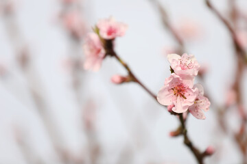 Closeup view of blossoming tree outdoors on spring day