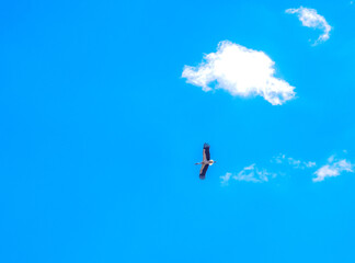 White Stork flight in clear blue sky