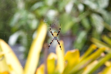 spider on the web