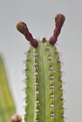 cactus close up