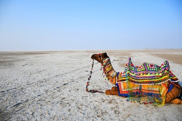 Tourism Place White dessert of Kutch, Gujarat, India