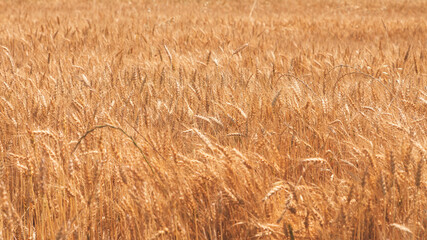 Golden spikelets of wheat on the field. Close-up (Selective Focus) Northern Italy