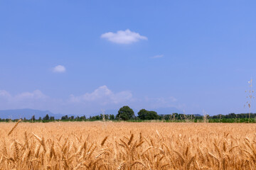 Wheat field ready for harvest (Blur, selective focus) North of Italy