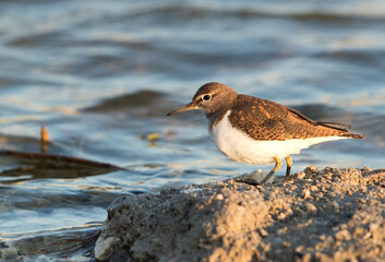 Common Sandpiper