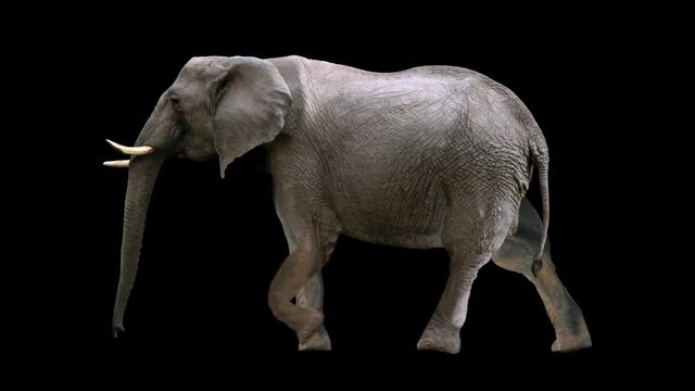 African elephant walking realistic animation. Isolated animal video including alpha channel allows to add background in post-production. Element for visual effects.