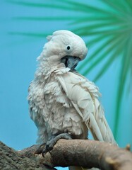 White cockatoo preening its feathers