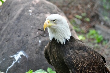 Bald eagle near the stone
