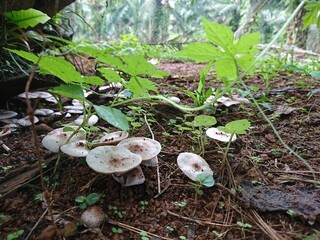 mushrooms growing in the forest