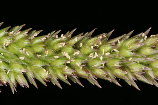 Yard Grass (Eleusine indica). Inflorescence Detail Closeup
