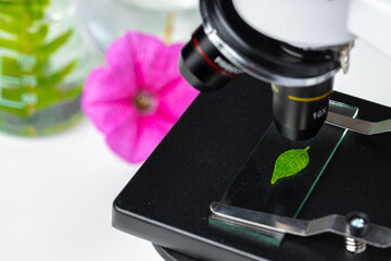 Close up of a plant leaf on a glass slide in a microscope. Biotechnology concept