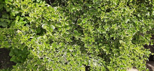 green moss background