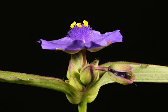 Garden Spiderwort (Tradescantia x andersoniana). Flower Closeup