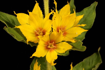 Dotted Loosestrife (Lysimachia punctata). Inflorescence Detail Closeup