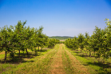 Ripening organic cherries on orchard tree in big garden in sunny day. Summer.