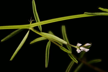 Hairy Tare (Vicia hirsuta). Inflorescence Closeup
