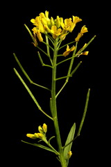 Treacle-Mustard (Erysimum cheiranthoides). Inflorescence Closeup