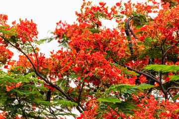 Fototapeta premium Blooming phoenix flower