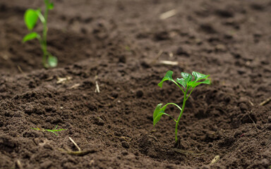 Young beautiful shoots of seedlings the bell peppers.Closeup view of young paprika sprouts in the soil.Agriculture and vegetable growing. Spring, hopes for a good harvest of paprika.