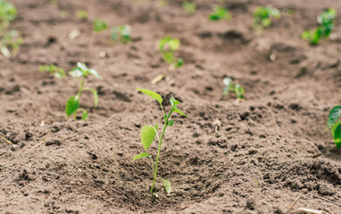 Young beautiful shoots of seedlings the bell peppers.Closeup view of young paprika sprouts in the soil.Agriculture and vegetable growing. Spring, hopes for a good harvest of paprika.
